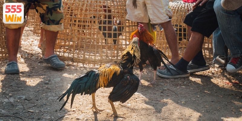 Hướng dẫn xem đá gà Thomo trực tiếp dễ hiểu