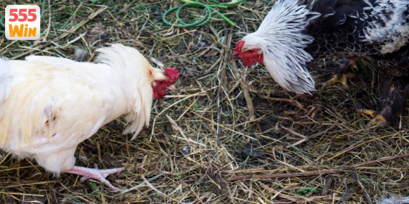 Hướng dẫn xem gà đá siêu nét không giật lag