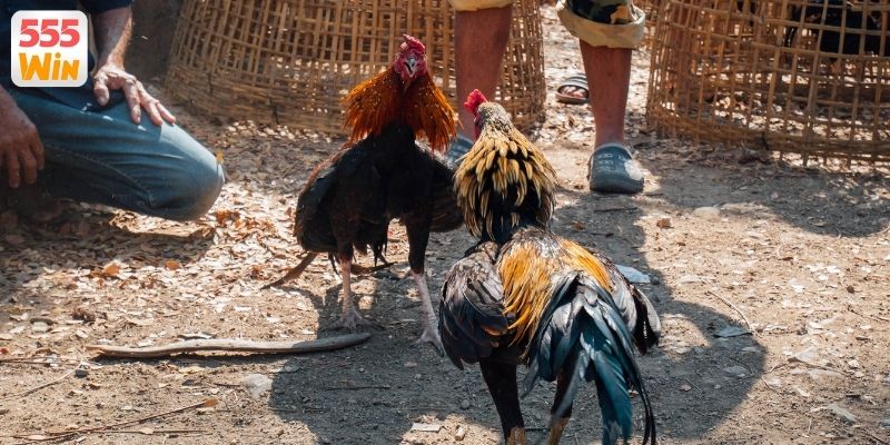 Khám phá sức hút đá gà online đổi thưởng tại sân chơi