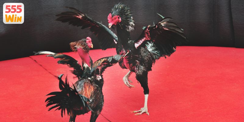 Lịch phát sóng đá gà trực tiếp hôm nay mới nhất