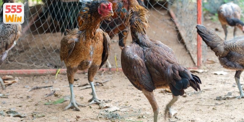 Lý do đá gà Thomo thu hút thành viên