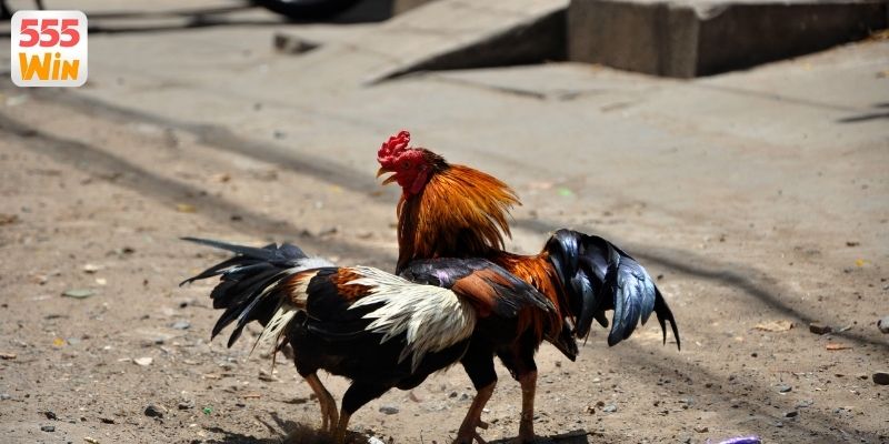 Mẹo theo dõi trận đấu gà hiệu quả