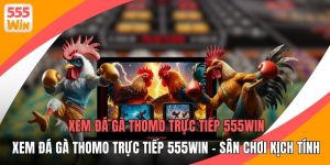 Xem Đá Gà Thomo Trực Tiếp 555WIN - Sân Chơi Kịch Tính